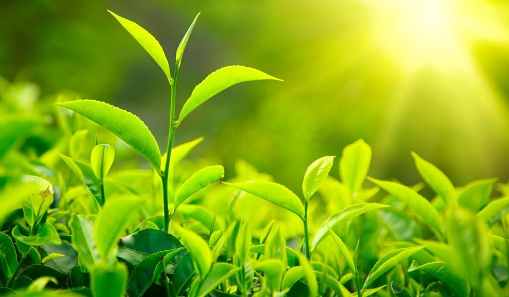 Yeşil Çay Nedir? Nasıl Kullanılır? Faydaları ve Yan Etkileri Nelerdir?
