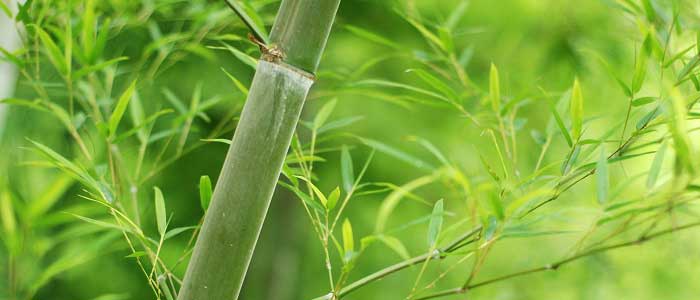 Bambu Ağacı Nasıl Yetiştirilir?