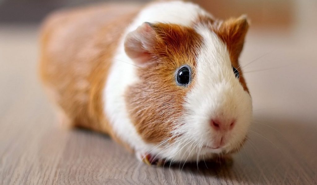 Hamsterlar Hakkında Bilgi; Hamster Nedir? Özellikleri Nelerdir?