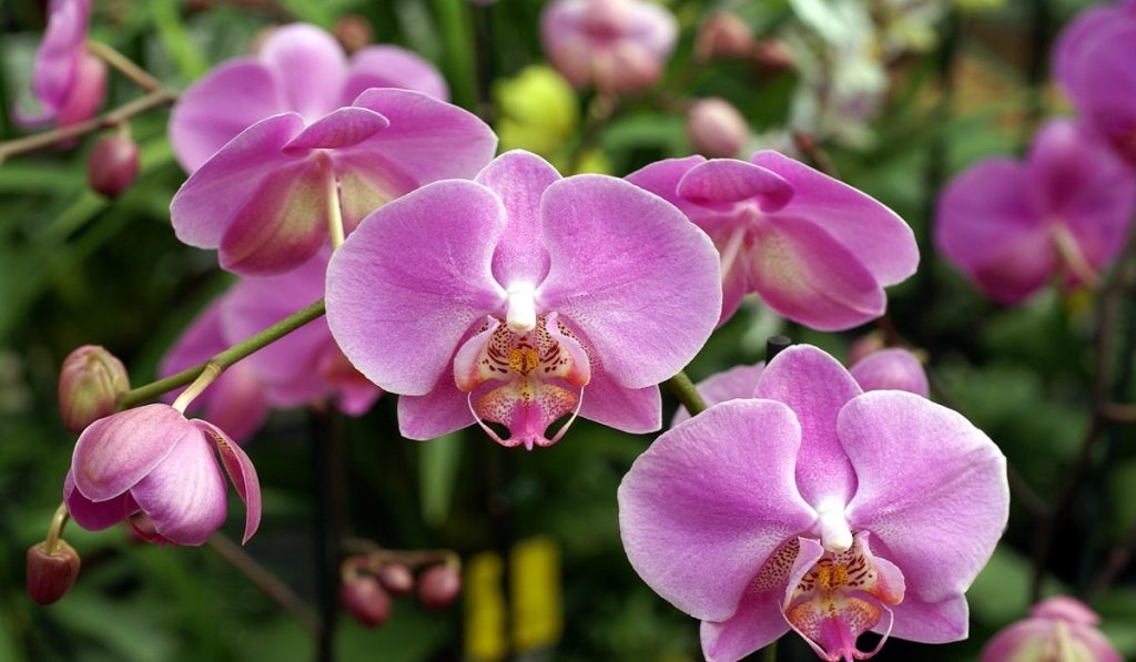 Orkide Nedir? Çeşitleri ve Özellikleri Nelerdir?