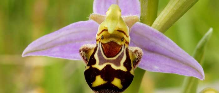 Orkidenin Çeşitleri Nelerdir?