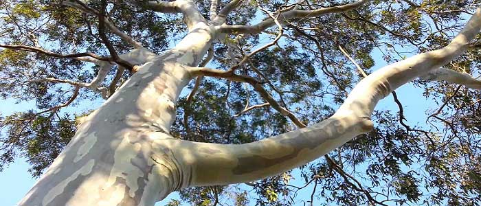 Okaliptus Ağacı Nedir?