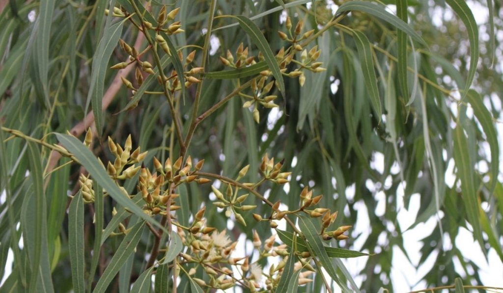 Okaliptus Ağacı Nedir? Özellikleri ve Faydaları Nelerdir?