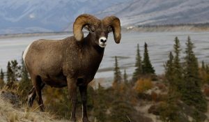 Adak ve Adak Kurbanı Hakkında Bilgi