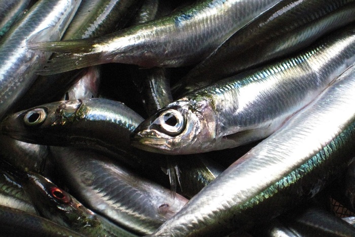 Sardalya Balıkları Hakkında Bilgi; Sardalya Balığı Nedir? Özellikleri Nelerdir?