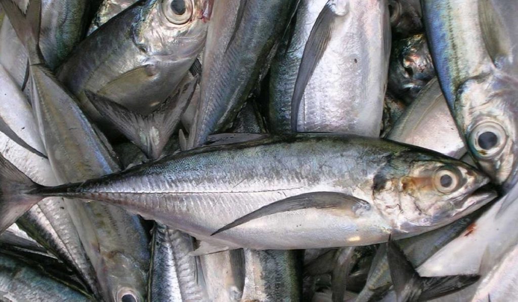 İstavrit Balıkları Hakkında Bilgi; İstavrit Balığı Nedir? Özellikleri Nelerdir?