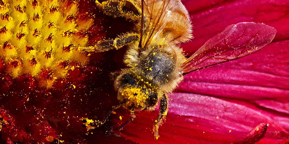 Arı Poleninin Faydaları Nelerdir?
