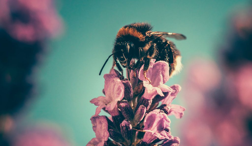 Arı Poleni Nedir? Nasıl Kullanılır? Faydaları ve Yan Etkileri Nelerdir?