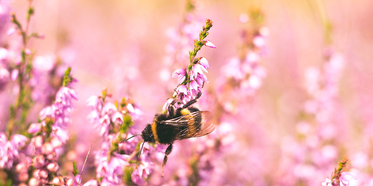 Arı Poleninin Özellikleri Nelerdir?