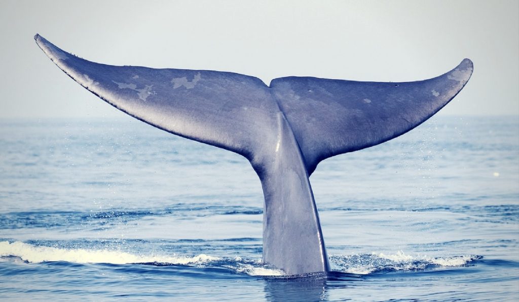 Mavi Balinalar Hakkında Bilgi; Mavi Balina Nedir? Özellikleri Nelerdir?