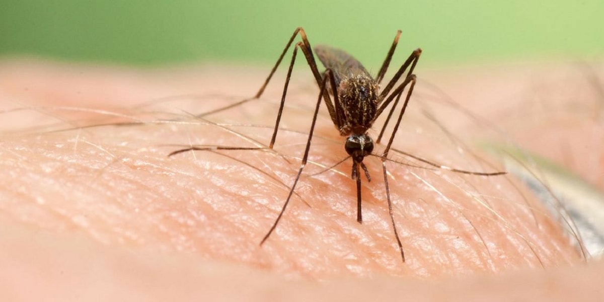 Zika Virüsü Hastalığının Nedenleri Nelerdir?