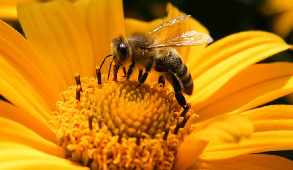 Arılar Hakkında Bilgi; Arı Nedir? Özellikleri Nelerdir?