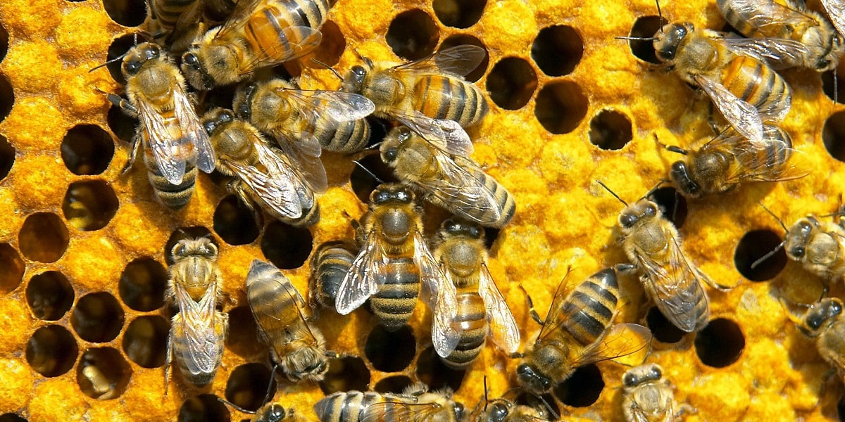 Arılar Nasıl Bal Yapar?