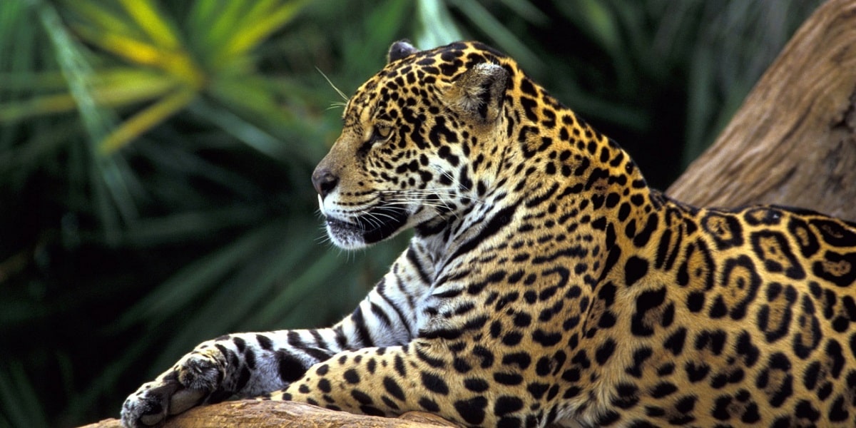 Jaguar Nedir?