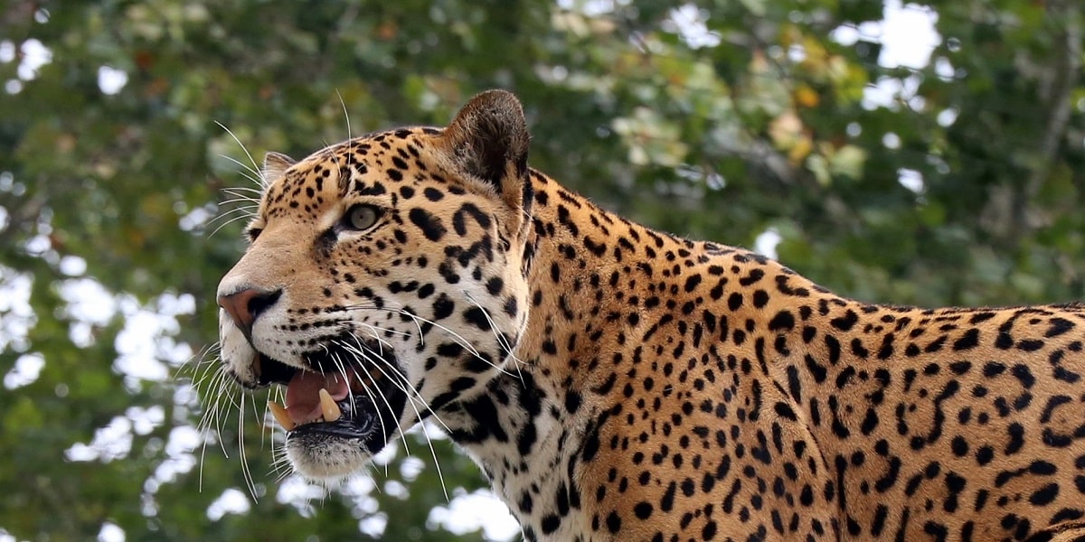 Jaguar ve Leopar Arasındaki Farklar