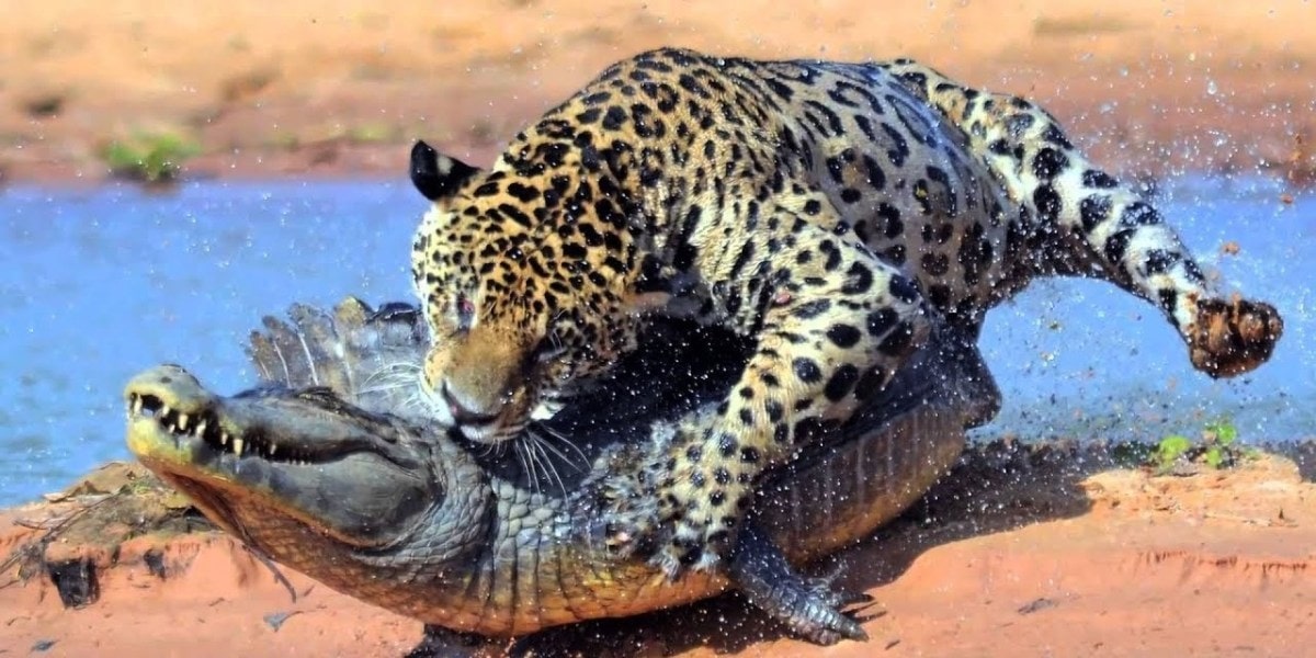 Jaguarlarda Avlanma