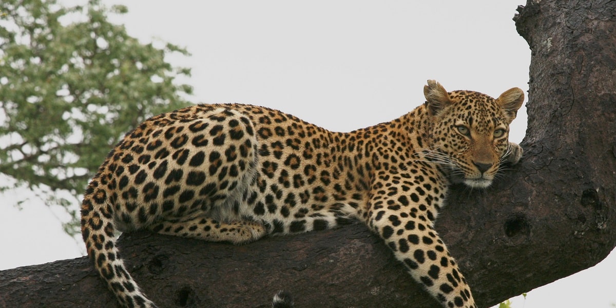 Jaguarların Bilimsel Sınıflandırması