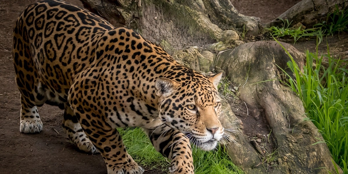 Jaguarların Vücut Yapısı