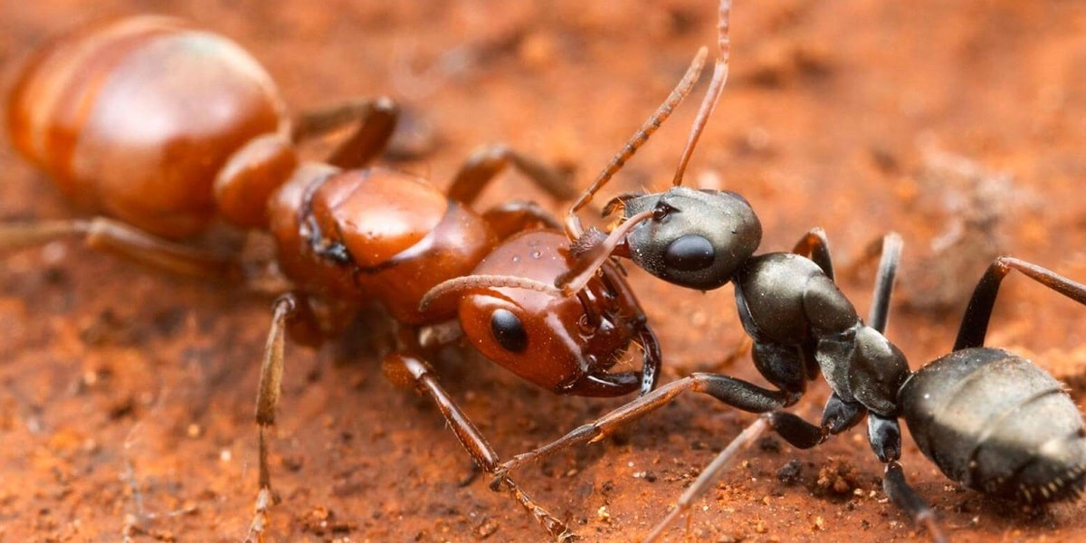 Karınca Türleri