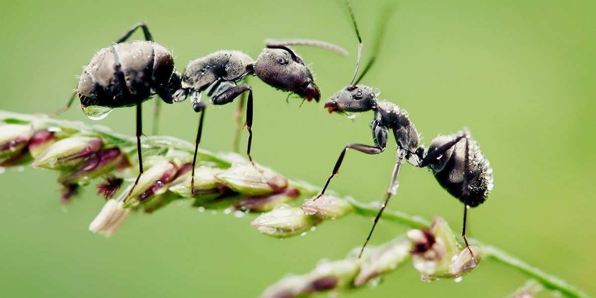 Karıncaların Birbirleriyle İletişimi