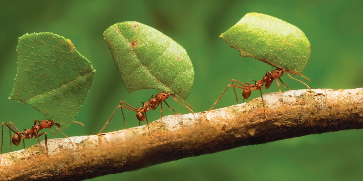 Karıncaların Özellikleri Nelerdir?
