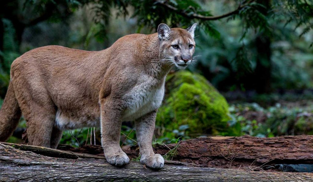Pumalar Hakkında Bilgi; Puma (Dağ Aslanı) Nedir? Özellikleri Nelerdir?