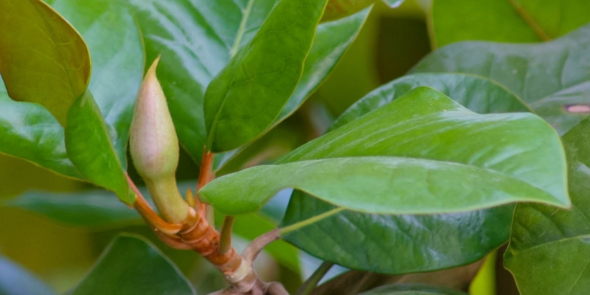 Manolya Bitkisinin Hızlı Büyümesi İçin Ne Yapılabilir?