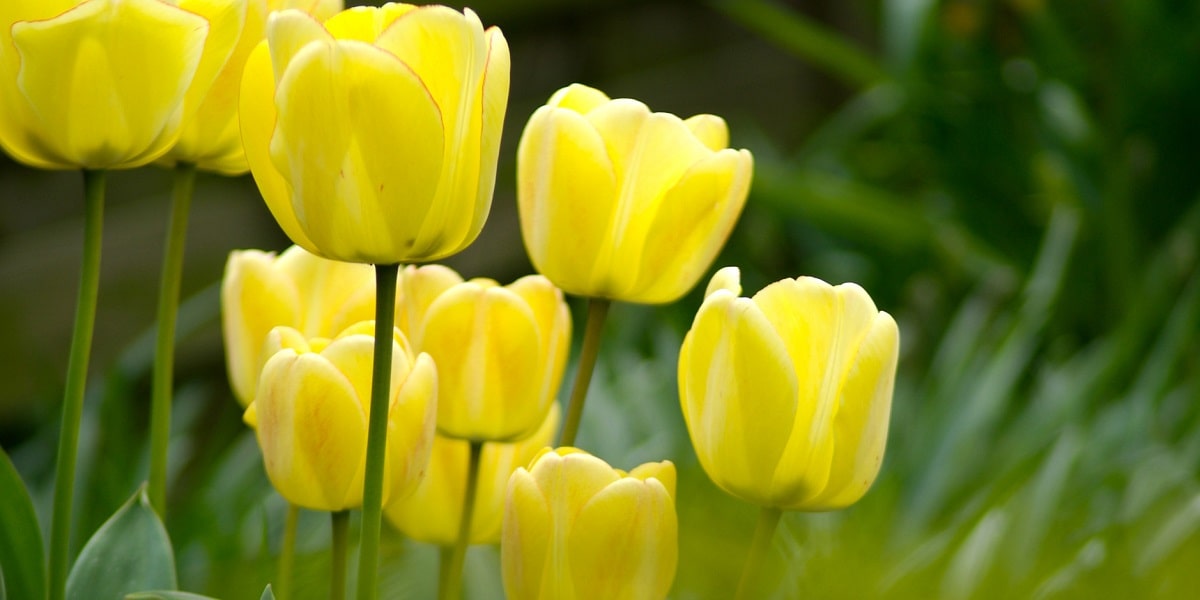 Lale Çiçeğinde Saksı Seçimi ve Değişimi Nasıl Olmalıdır?